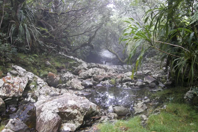 Tamarindenbäume, Riesenfarne und Zedern im Nebel des Forêt de Bébour