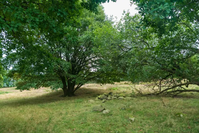 Die Mansenberge auf der Gemeindegrenze zwischen Groß- und Klein Berßen im Emsland sind eines der größten Hügelgräberfelder des westlichen Niedersachsen