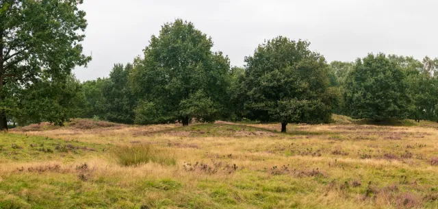 Die Mansenberge auf der Gemeindegrenze zwischen Groß- und Klein Berßen im Emsland sind eines der größten Hügelgräberfelder des westlichen Niedersachsen