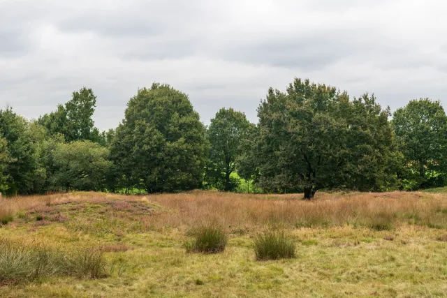 Die Mansenberge auf der Gemeindegrenze zwischen Groß- und Klein Berßen im Emsland sind eines der größten Hügelgräberfelder des westlichen Niedersachsen