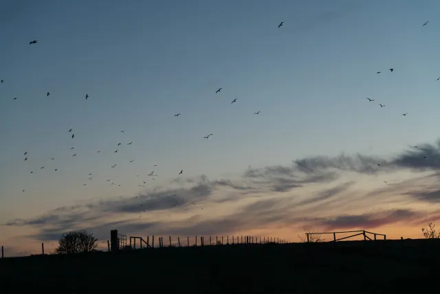 Odins Raven Huginn and Muninn?