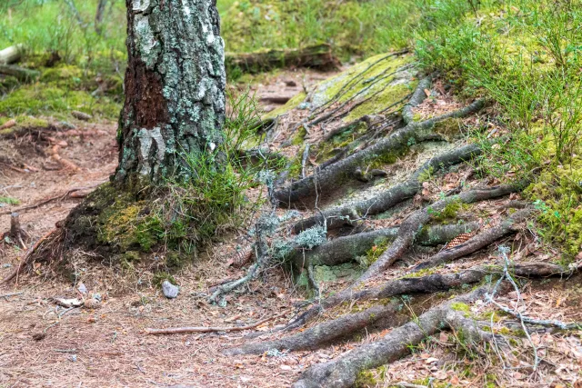 Through the wilderness of Tiveden National Park