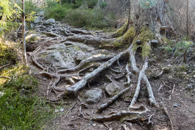 Through the wilderness of Tiveden National Park