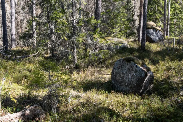 Through the wilderness of Tiveden National Park