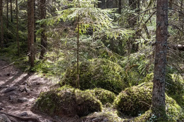 Und weiter geht es nach kurzen Pausen am See in die beeindruckenden Felsformationen des Tiveden Nationalparks.