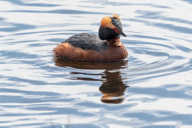 Horned grebe (Podiceps auritus) in Ålsjön nature reserve