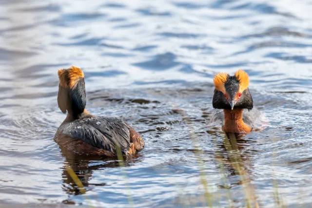 Horned grebe (Podiceps auritus) in Ålsjön nature reserve