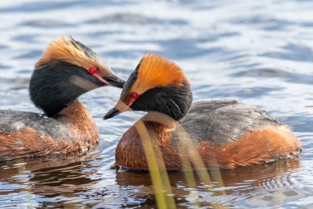 Horned grebe (Podiceps auritus) in Ålsjön nature reserve