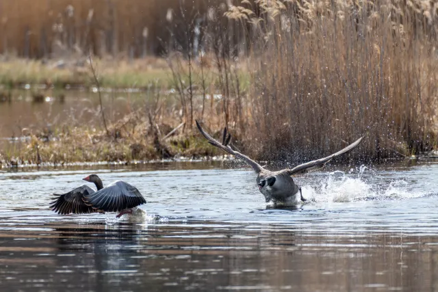 Canada goose (Branta canadensis) chasing away greylag goose