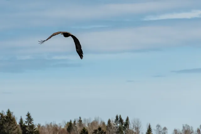 Sea eagle (Haliaeetus albicilla)