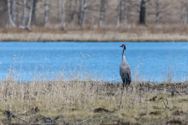 Common crane (Grus grus)