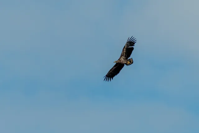 Sea eagle (Haliaeetus albicilla)