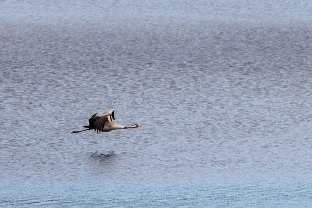 Common crane (Grus grus)