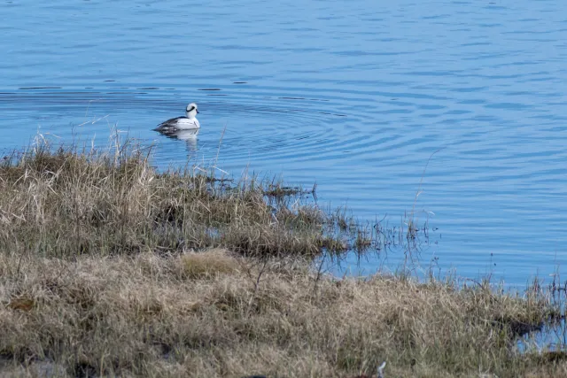 Smew (Mergellus albellus)