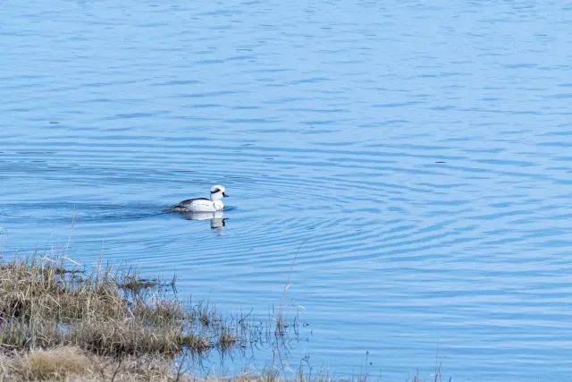 Smew (Mergellus albellus)