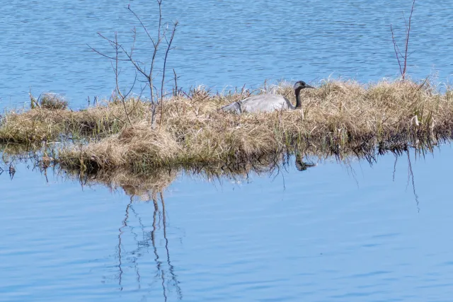 Common crane (Grus grus)