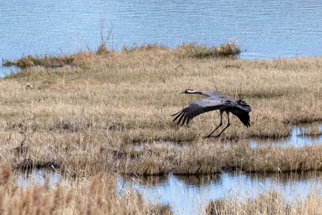 Common crane (Grus grus)