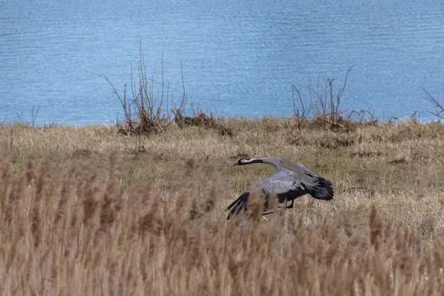 Common crane (Grus grus)