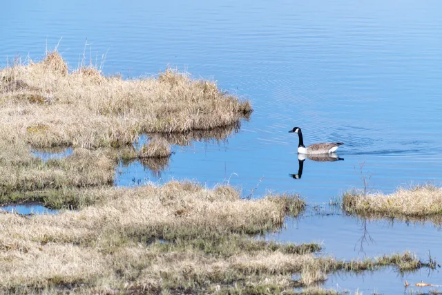 Canada goose (Branta canadensis)