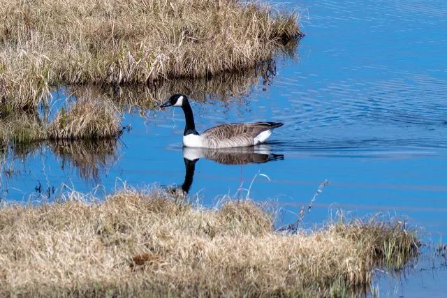 Canada goose (Branta canadensis)