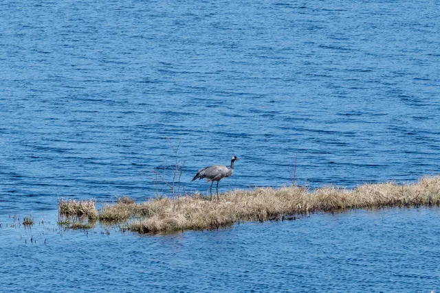 Common crane (Grus grus) over its clutch of 2 eggs