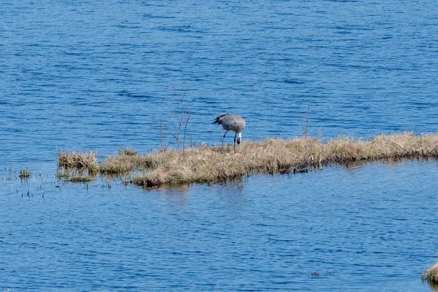 Common crane (Grus grus) over its clutch of 2 eggs