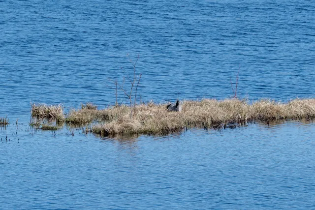 Common crane (Grus grus) over its clutch of 2 eggs