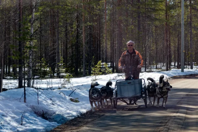 Dog sledding at the Arctic Circle