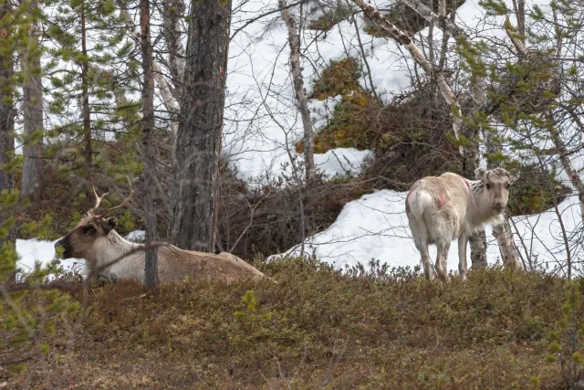 Rentiere in der Region Inari