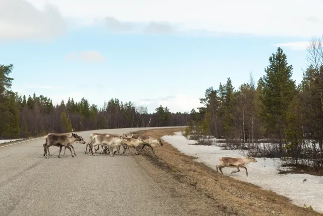 Rentiere in der Region Inari