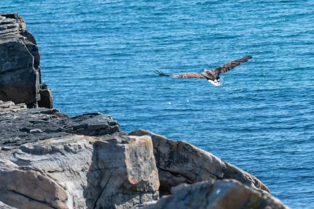 Sea eagles hunt on the road from Vadsø to Ekkerøy