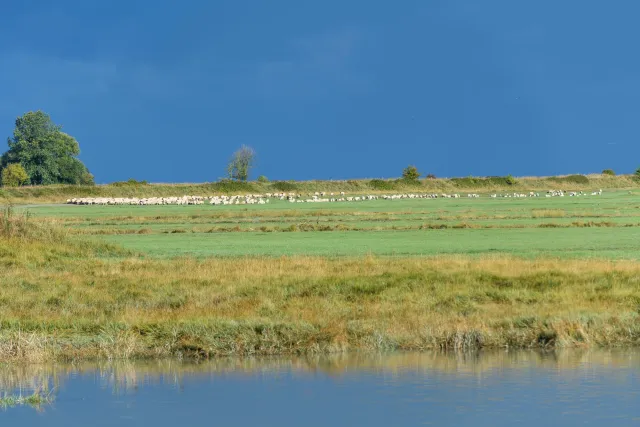 The Salt Sheep