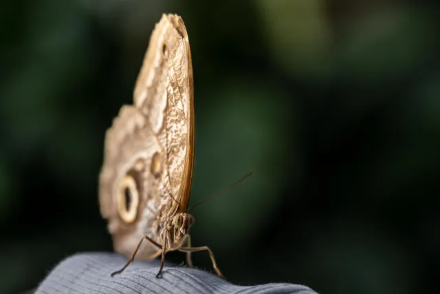 Bananenfalter (Caligo spec.)