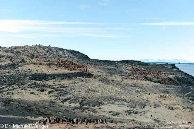 Adelie penguins in Antarctica