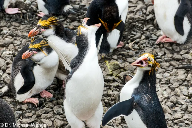 Royal penguins on Macquarie Island 