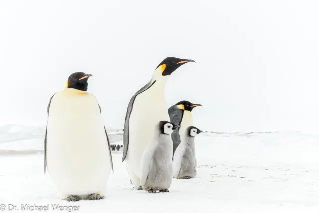 Emperor penguins (Aptenodytes forsteri)