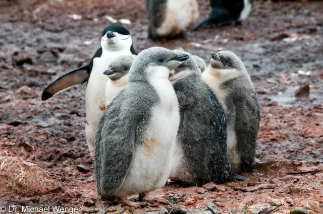 Zügelpinguine in der Antarktis