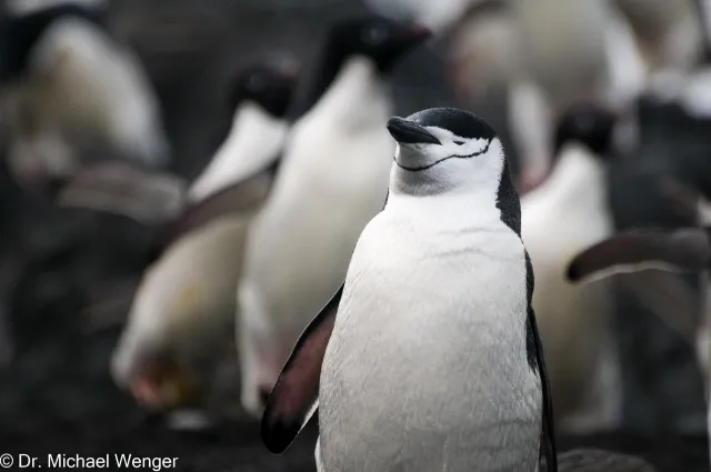 Zügelpinguine in der Antarktis