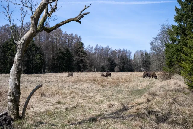 European bison on Bornholm