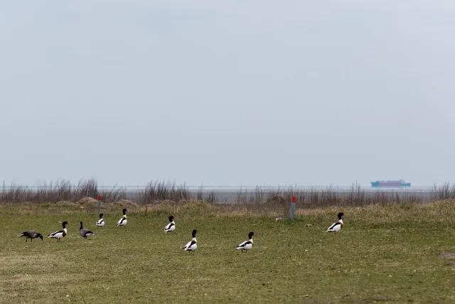 Shelducks on Neuwerk, the island in front of the Elbe estuary in the Hamburg Wadden Sea National Park