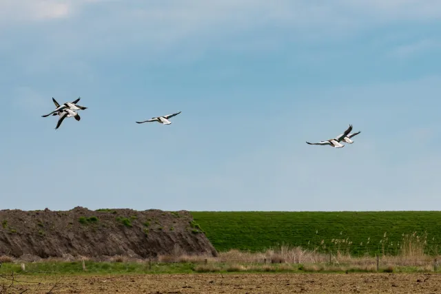 Shelducks on Neuwerk, the island in front of the Elbe estuary in the Hamburg Wadden Sea National Park