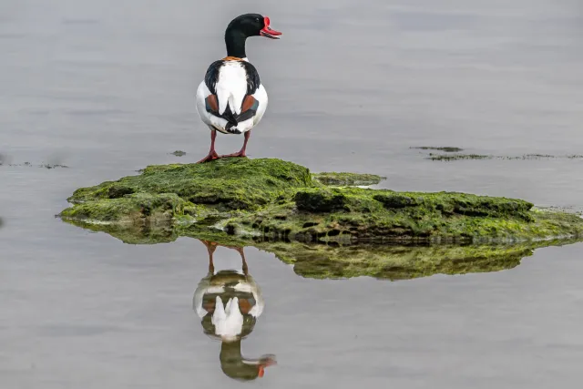 Common shelducks on the Baltic coast of Bornholm