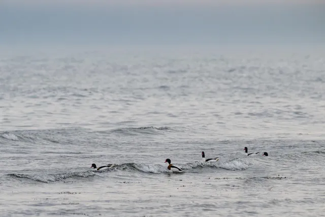 Brandgänse in der Ostsee vor der Küste von Bornholm