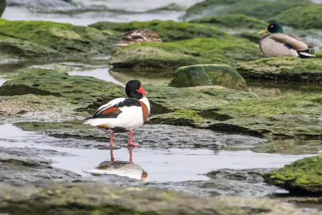 Common shelducks on the Baltic coast of Bornholm