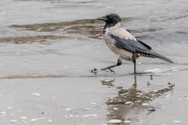 Hooded crow on the Baltic Sea coast of Rügen