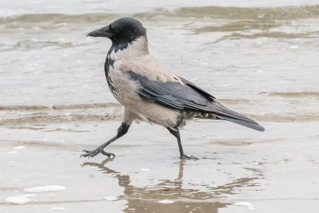 Nebelkrähe an der Ostseeküste von Rügen