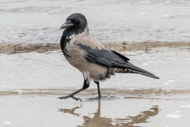 Nebelkrähe an der Ostseeküste von Rügen