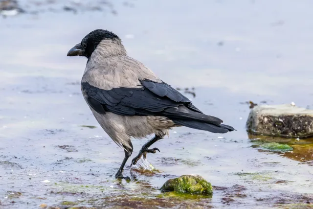 Nebelkrähe an der Ostseeküste von Bornholm