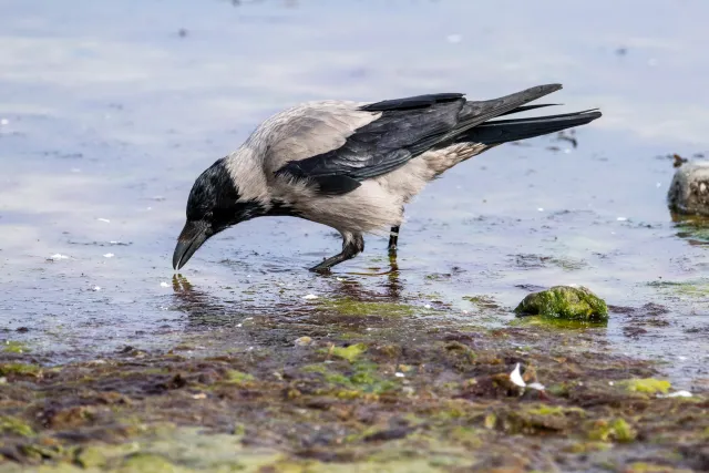 Nebelkrähe an der Ostseeküste von Bornholm