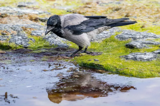 Hooded crow on the Baltic coast of Bornholm